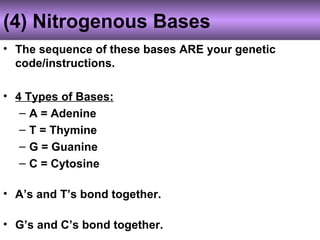 (4) Nitrogenous Bases
• The sequence of these bases ARE your genetic
code/instructions.
• 4 Types of Bases:
– A = Adenine
– T = Thymine
– G = Guanine
– C = Cytosine
• A’s and T’s bond together.
• G’s and C’s bond together.
 