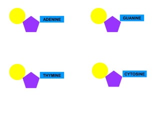ADENINE
THYMINE
GUANINE
CYTOSINE
 