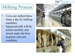 Milking Process
• Cows are milked three
times a day by milking
machines.
• Squeezed milk will be
tested carefully and
stored under the best
hygienic and safe
condition.
 