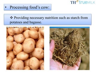 • Processing food’s cow:
 Green foods (such as maize, sorghum
and imported grass from USA).
 Providing necessary nutrition such as starch from
potatoes and bagasse.
 