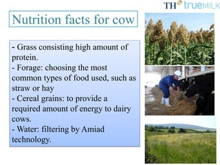 Nutrition facts for cow
- Grass consisting high amount of
protein.
- Forage: choosing the most
common types of food used, such as
straw or hay
- Cereal grains: to provide a
required amount of energy to dairy
cows.
- Water: filtering by Amiad
technology.
 
