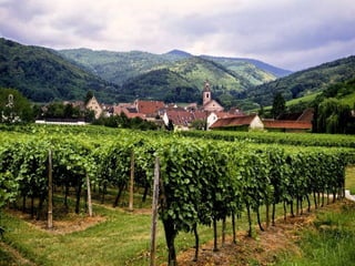 Thu alsace