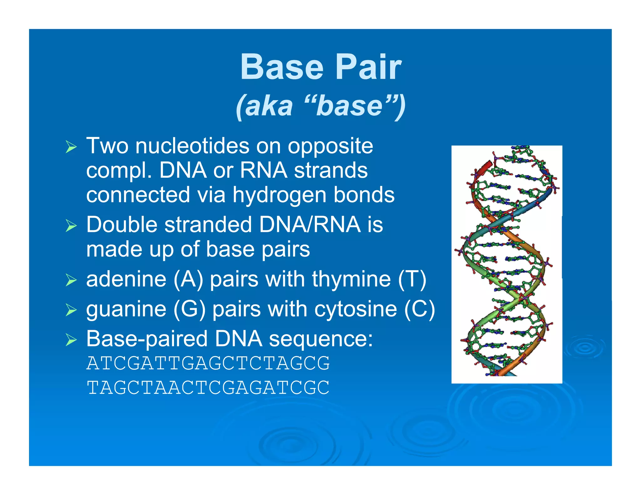 Base Pair
              (aka “base”)
Two nucleotides on opposite
                      pp
compl. DNA or RNA strands
connected via hydrogen bonds
Double
D bl stranded DNA/RNA i
            d d             is
made up of base pairs
adenine (A) pairs with thymine (T)
guanine (G) pairs with cytosine (C)
Base-
Base-paired DNA sequence:
ATCGATTGAGCTCTAGCG
TAGCTAACTCGAGATCGC
 
