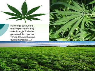 Thuani jo ! 17
Naimi nga dashuria e
madhe per vendin e tij
shkroi vargjet fushat e
gjera me lule… por sot
vendin tone e mbulojne
“lulet e kanabisit”….!
 