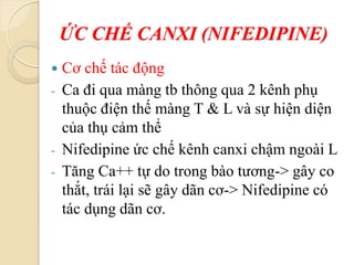 ỨC CHẾ CANXI (NIFEDIPINE)
 Cơ chế tác động
- Ca đi qua màng tb thông qua 2 kênh phụ
thuộc điện thế màng T & L và sự hiện diện
của thụ cảm thể
- Nifedipine ức chế kênh canxi chậm ngoài L
- Tăng Ca++ tự do trong bào tương-> gây co
thắt, trái lại sẽ gây dãn cơ-> Nifedipine có
tác dụng dãn cơ.
 