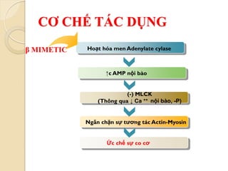 CƠ CHẾ TÁC DỤNG
Ức chế sự co cơ
Hoạt hóa men Adenylate cylaseβ MIMETIC
↑c AMP nội bào
(-) MLCK
(Thông qua ↓ Ca ++ nội bào, -P)
Ngăn chặn sự tương tác Actin-Myosin
 