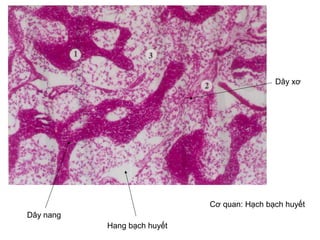 D?y nang
D?y x?
Hang b?ch huy?t
C? quan: H?ch b?ch huy?t
 