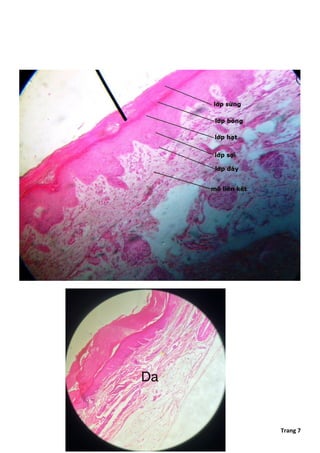 Comprehensive Histology of Epithelial and Connective Tissues with ...