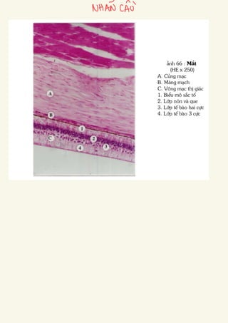 Comprehensive Histology of Epithelial and Connective Tissues with ...