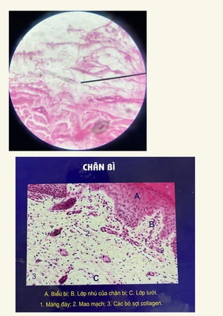 Comprehensive Histology of Epithelial and Connective Tissues with ...