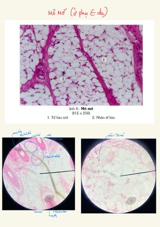 Comprehensive Histology of Epithelial and Connective Tissues with ...