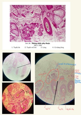 Comprehensive Histology of Epithelial and Connective Tissues with ...