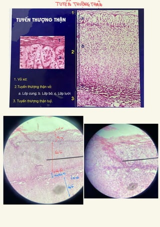 Comprehensive Histology of Epithelial and Connective Tissues with ...