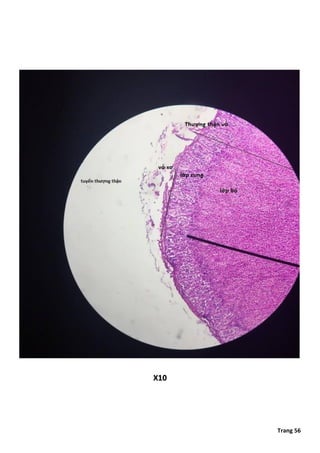 Comprehensive Histology of Epithelial and Connective Tissues with ...