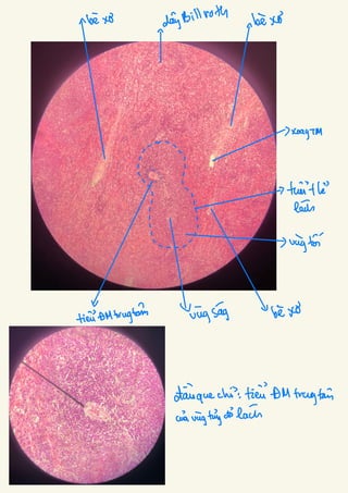 Comprehensive Histology of Epithelial and Connective Tissues with ...