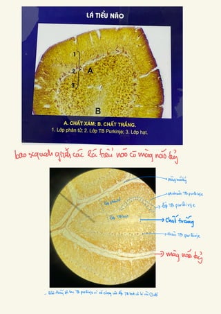Comprehensive Histology of Epithelial and Connective Tissues with ...