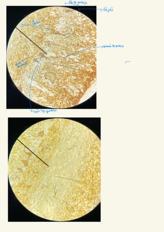 Comprehensive Histology of Epithelial and Connective Tissues with ...