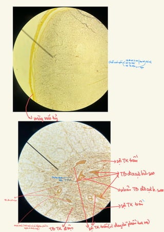 Comprehensive Histology of Epithelial and Connective Tissues with ...