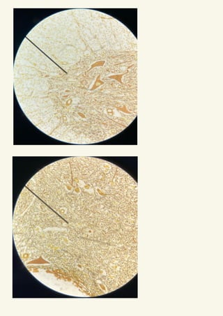 Comprehensive Histology of Epithelial and Connective Tissues with ...