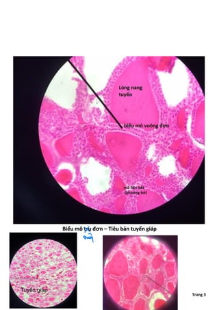 Comprehensive Histology of Epithelial and Connective Tissues with ...
