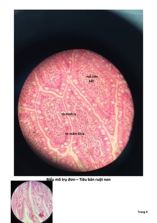 Comprehensive Histology of Epithelial and Connective Tissues with ...