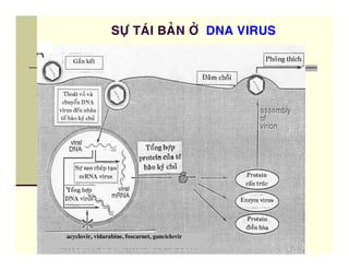 B C




acyclovir, vidarabine, foscarnet, ganciclovir
 