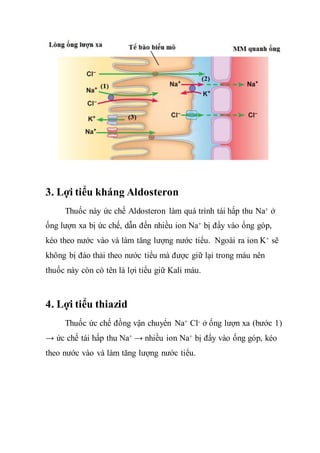 3. Lợi tiểu kháng Aldosteron
Thuốc này ức chế Aldosteron làm quá trình tái hấp thu Na+ ở
ống lượn xa bị ức chế, dẫn đến nhiều ion Na+ bị đẩy vào ống góp,
kéo theo nước vào và làm tăng lượng nước tiểu. Ngoài ra ion K+ sẽ
không bị đào thải theo nước tiểu mà được giữ lại trong máu nên
thuốc này còn có tên là lợi tiểu giữ Kali máu.
4. Lợi tiểu thiazid
Thuốc ức chế đồng vận chuyển Na+ Cl- ở ống lượn xa (bước 1)
→ ức chế tái hấp thu Na+ → nhiều ion Na+ bị đẩy vào ống góp, kéo
theo nước vào và làm tăng lượng nước tiểu.
 