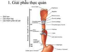 1. Giải phẫu thực quản
• Giới hạn
• Các đoạn hẹp
• Các thành phần kế cận
 