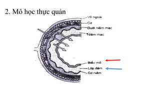2. Mô học thực quản
 