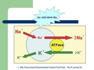 ức chế kênh Na




....My DocumentsDownloadsVideoYouTube - Na K pump.flv
 