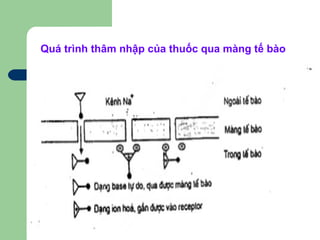 Quá trình thâm nhập của thuốc qua màng tế bào
 
