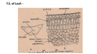 T.S. of Leaf: -
 