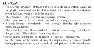 T.S. of Leaf:-
• The internal structure of Thuja leaf as seen in its cross section reveals its
xerophytic nature and can be differentiated into epidermis, hypodermis,
mesophyll and vascular cylinder regions.
• The epidermis is single layered with sunken stomata.
• The epidermal cells are thick walled and strongly cutinized.
• A single layered hypodermis with strongly lignified cells is present
below the epidermis.
• The mesophyll is differentiated into palisade and spongy parenchyma,
though this differentiation is not very sharp.
• Resin canals are present in the region of spongy parenchyma.
• In the centre of the lamina is present a single collateral vascular bundle
having protoxylem facing the ventral side and phloem on the dorsal side.
 