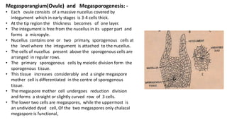 Megasporangium(Ovule) and Megasporogenesis: -
• Each ovule consists of a massive nucellus covered by
integument which in early stages is 3-4 cells thick.
• At the tip region the thickness becomes of one layer.
• The integument is free from the nucellus in its upper part and
forms a micropyle.
• Nucellus contains one or two primary, sporogenous cells at
the level where the integument is attached to the nucellus.
• The cells of nucellus present above the sporogenous cells are
arranged in regular rows.
• The primary sporogenous cells by meiotic division form the
sporogenous tissue.
• This tissue increases considerably and a single megaspore
mother cell is differentiated in the centre of sporogenous
tissue.
• The megaspore mother cell undergoes reduction division
and forms a straight or slightly curved row of 3 cells.
• The lower two cells are megaspores, while the uppermost is
an undivided dyad cell, Of the two megaspores only chalazal
megaspore is functional,
 