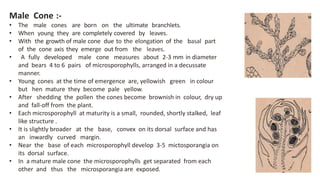 Male Cone :-
• The male cones are born on the ultimate branchlets.
• When young they are completely covered by leaves.
• With the growth of male cone due to the elongation of the basal part
of the cone axis they emerge out from the leaves.
• A fully developed male cone measures about 2-3 mm in diameter
and bears 4 to 6 pairs of microsporophylls, arranged in a decussate
manner.
• Young cones at the time of emergence are, yellowish green in colour
but hen mature they become pale yellow.
• After shedding the pollen the cones become brownish in colour, dry up
and fall-off from the plant.
• Each microsporophyll at maturity is a small, rounded, shortly stalked, leaf
like structure .
• It is slightly broader at the base, convex on its dorsal surface and has
an inwardly curved margin.
• Near the base of each microsporophyll develop 3-5 mictosporangia on
its dorsal surface.
• In a mature male cone the microsporophylls get separated from each
other and thus the microsporangia are exposed.
 
