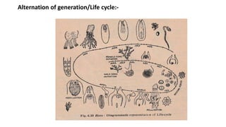 Alternation of generation/Life cycle:-
 
