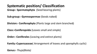 Systematic position/ Classification
Group:- Spermatophyta (Seed bearing plants)
Sub-group:- Gymnospermae (Seeds naked)
Division:- Coniferophyta (Plants large and stem branched)
Class:-Coniferopsida (Leaves small and simple)
Order:- Coniferales (Leaving and extinct plants)
Family:-Cuperssaceae( Arrangement of leaves and sporophylls cyclic)
Genus:- Thuja(Biota)
 