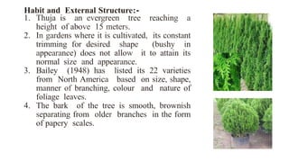Habit and External Structure:-
1. Thuja is an evergreen tree reaching a
height of above 15 meters.
2. In gardens where it is cultivated, its constant
trimming for desired shape (bushy in
appearance) does not allow it to attain its
normal size and appearance.
3. Bailey (1948) has listed its 22 varieties
from North America based on size, shape,
manner of branching, colour and nature of
foliage leaves.
4. The bark of the tree is smooth, brownish
separating from older branches in the form
of papery scales.
 