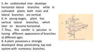 5. An undisturbed tree develops
horizontal lateral branches while In
cultivated plants both main and
lateral branches are vertical.
6. In young stages, plant has
vertical lateral branches, which
later on become horizontal.
7. Thus, this conifer is peculiar in
having different appearance of branches
at different ages.
8. A plant possesses a strongly
developed deep penetrating tap root
system with numerous branches.
 