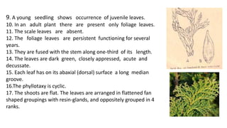 9. A young seedling shows occurrence of juvenile leaves.
10. In an adult plant there are present only foliage leaves.
11. The scale leaves are absent.
12. The foliage leaves are persistent functioning for several
years.
13. They are fused with the stem along one-third of its length.
14. The leaves are dark green, closely appressed, acute and
decussate.
15. Each leaf has on its abaxial (dorsal) surface a long median
groove.
16.The phyllotaxy is cyclic.
17. The shoots are flat. The leaves are arranged in flattened fan
shaped groupings with resin-glands, and oppositely grouped in 4
ranks.
 