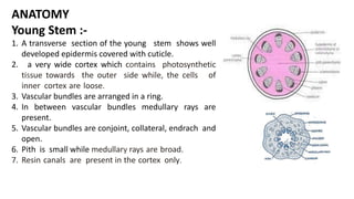 ANATOMY
Young Stem :-
1. A transverse section of the young stem shows well
developed epidermis covered with cuticle.
2. a very wide cortex which contains photosynthetic
tissue towards the outer side while, the cells of
inner cortex are loose.
3. Vascular bundles are arranged in a ring.
4. In between vascular bundles medullary rays are
present.
5. Vascular bundles are conjoint, collateral, endrach and
open.
6. Pith is small while medullary rays are broad.
7. Resin canals are present in the cortex only.
 