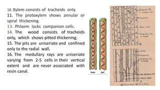 10. Xylem consists of tracheids only.
11. The protoxylem shows annular or
spiral thickening.
13. Phloem lacks companion cells.
14. The wood consists of tracheids
only, which shows pitted thickening.
15. The pits are uniseriate and confined
only to the radial wall.
16. The medullary rays are uniseriate
varying from 2-5 cells in their vertical
extent and are never associated with
resin canal.
 