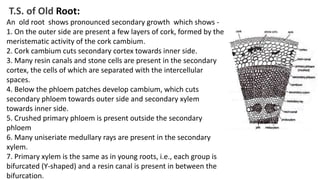 T.S. of Old Root:
An old root shows pronounced secondary growth which shows -
1. On the outer side are present a few layers of cork, formed by the
meristematic activity of the cork cambium.
2. Cork cambium cuts secondary cortex towards inner side.
3. Many resin canals and stone cells are present in the secondary
cortex, the cells of which are separated with the intercellular
spaces.
4. Below the phloem patches develop cambium, which cuts
secondary phloem towards outer side and secondary xylem
towards inner side.
5. Crushed primary phloem is present outside the secondary
phloem
6. Many uniseriate medullary rays are present in the secondary
xylem.
7. Primary xylem is the same as in young roots, i.e., each group is
bifurcated (Y-shaped) and a resin canal is present in between the
bifurcation.
 