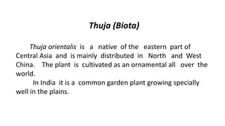 Thuja (Biota)
Thuja orientalis is a native of the eastern part of
Central Asia and is mainly distributed in North and West
China. The plant is cultivated as an ornamental all over the
world.
In India it is a common garden plant growing specially
well in the plains.
 