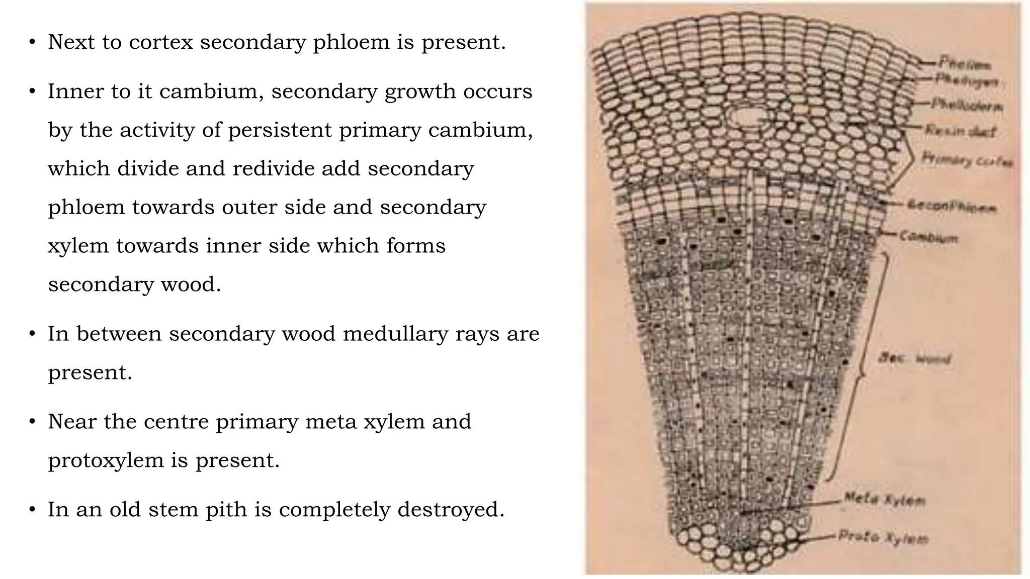 • Next to cortex secondary phloem is present.
• Inner to it cambium, secondary growth occurs
by the activity of persistent primary cambium,
which divide and redivide add secondary
phloem towards outer side and secondary
xylem towards inner side which forms
secondary wood.
• In between secondary wood medullary rays are
present.
• Near the centre primary meta xylem and
protoxylem is present.
• In an old stem pith is completely destroyed.
 