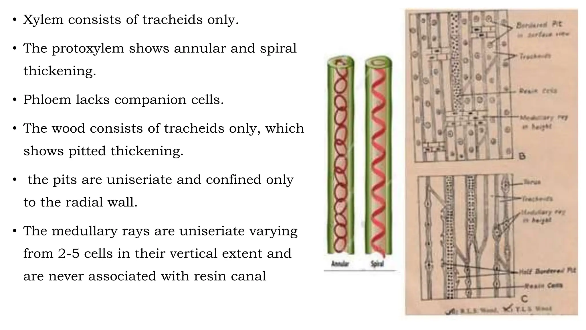 • Xylem consists of tracheids only.
• The protoxylem shows annular and spiral
thickening.
• Phloem lacks companion cells.
• The wood consists of tracheids only, which
shows pitted thickening.
• the pits are uniseriate and confined only
to the radial wall.
• The medullary rays are uniseriate varying
from 2-5 cells in their vertical extent and
are never associated with resin canal
 