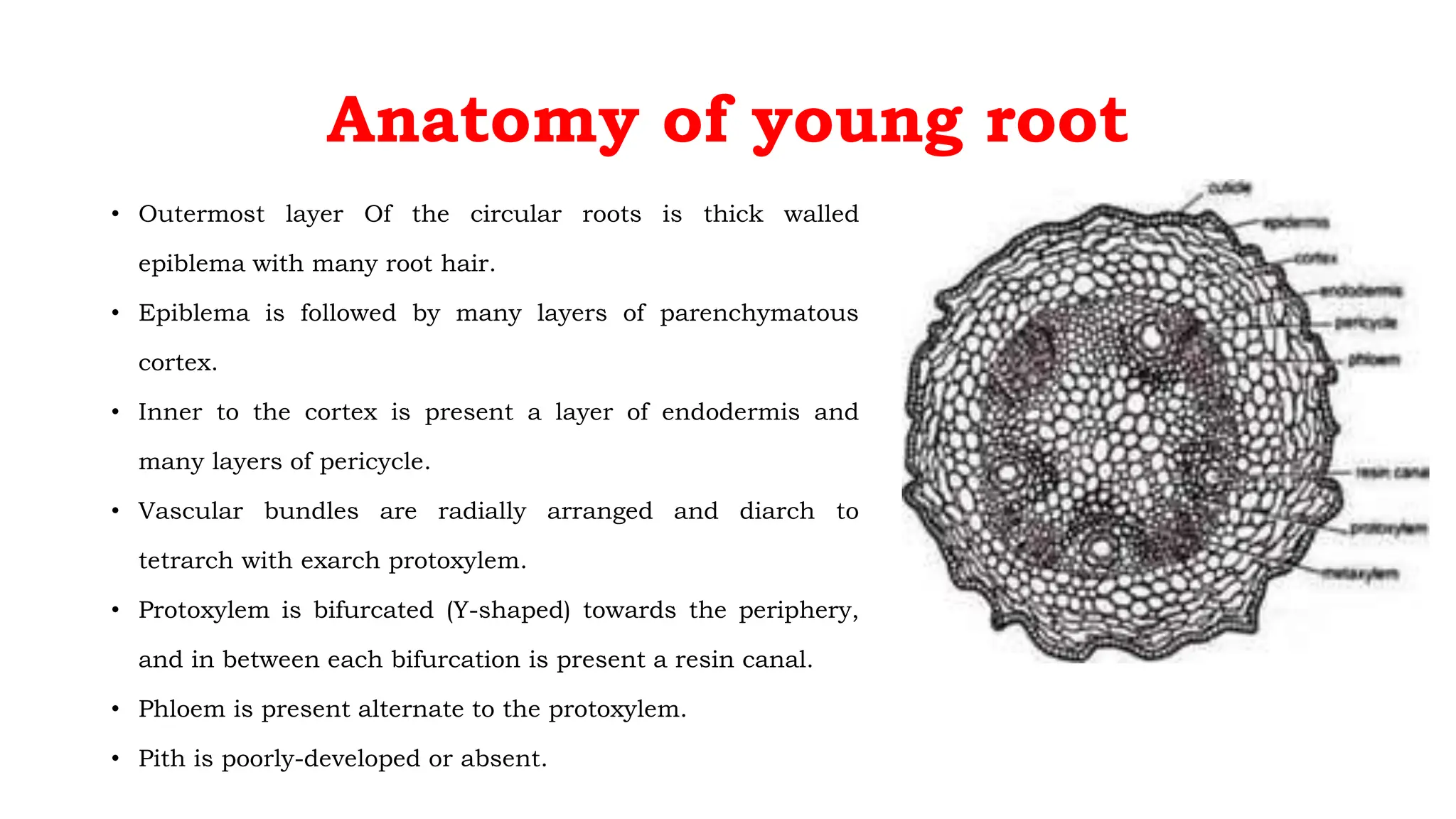 Anatomy of young root
• Outermost layer Of the circular roots is thick walled
epiblema with many root hair.
• Epiblema is followed by many layers of parenchymatous
cortex.
• Inner to the cortex is present a layer of endodermis and
many layers of pericycle.
• Vascular bundles are radially arranged and diarch to
tetrarch with exarch protoxylem.
• Protoxylem is bifurcated (Y-shaped) towards the periphery,
and in between each bifurcation is present a resin canal.
• Phloem is present alternate to the protoxylem.
• Pith is poorly-developed or absent.
 