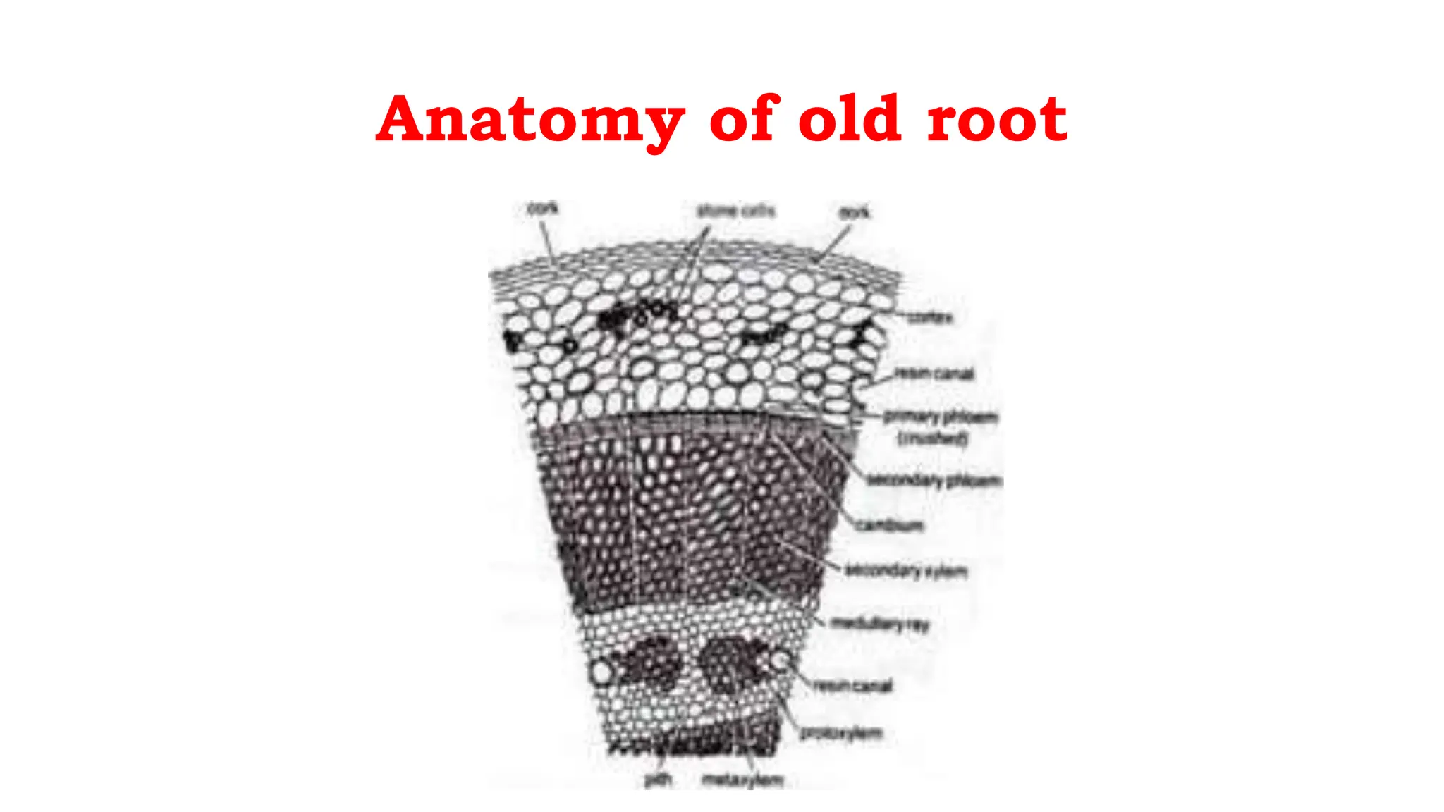 Anatomy of old root
 