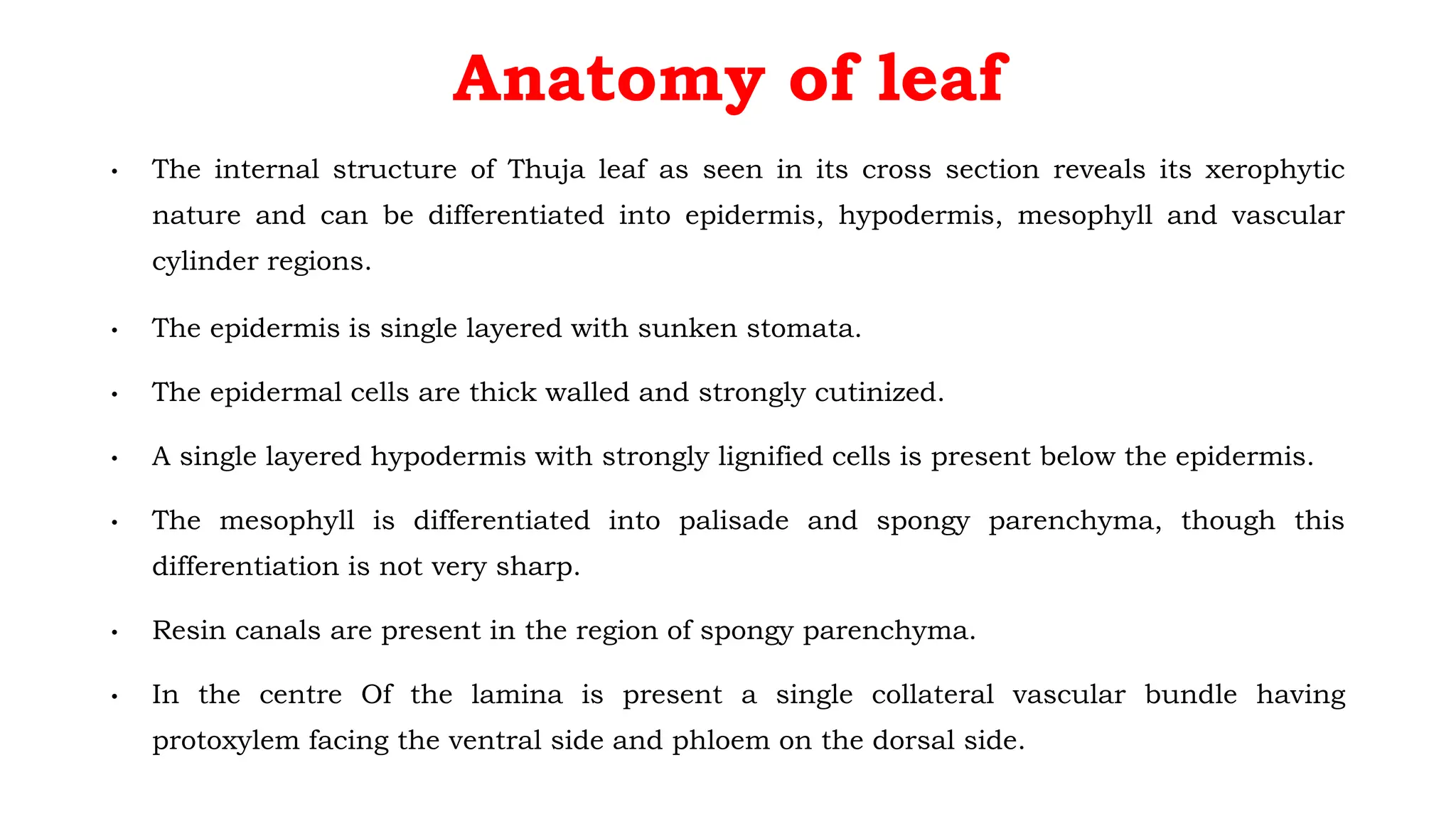 Anatomy of leaf
• The internal structure of Thuja leaf as seen in its cross section reveals its xerophytic
nature and can be differentiated into epidermis, hypodermis, mesophyll and vascular
cylinder regions.
• The epidermis is single layered with sunken stomata.
• The epidermal cells are thick walled and strongly cutinized.
• A single layered hypodermis with strongly lignified cells is present below the epidermis.
• The mesophyll is differentiated into palisade and spongy parenchyma, though this
differentiation is not very sharp.
• Resin canals are present in the region of spongy parenchyma.
• In the centre Of the lamina is present a single collateral vascular bundle having
protoxylem facing the ventral side and phloem on the dorsal side.
 
