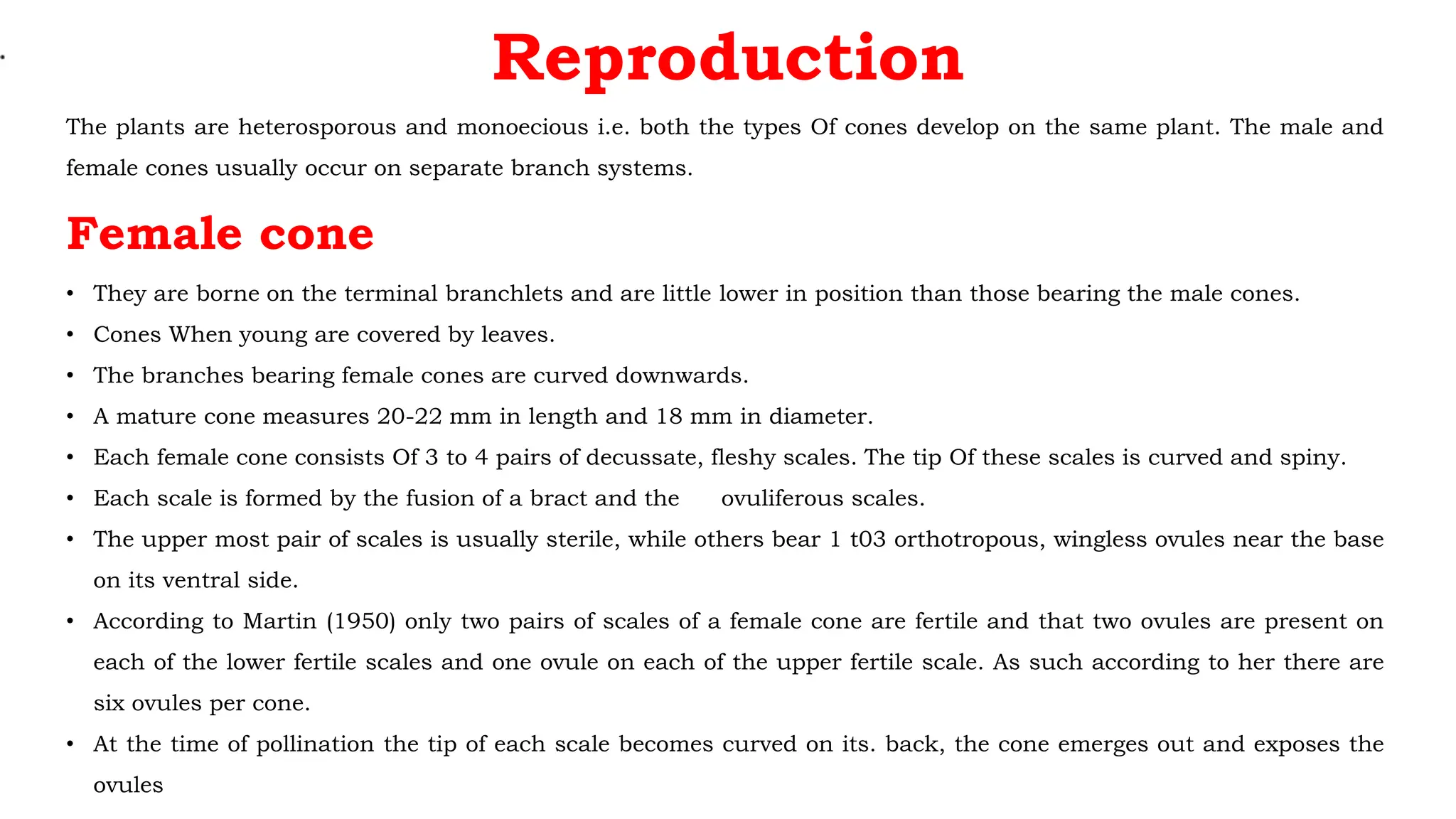 Reproduction
The plants are heterosporous and monoecious i.e. both the types Of cones develop on the same plant. The male and
female cones usually occur on separate branch systems.
Female cone
• They are borne on the terminal branchlets and are little lower in position than those bearing the male cones.
• Cones When young are covered by leaves.
• The branches bearing female cones are curved downwards.
• A mature cone measures 20-22 mm in length and 18 mm in diameter.
• Each female cone consists Of 3 to 4 pairs of decussate, fleshy scales. The tip Of these scales is curved and spiny.
• Each scale is formed by the fusion of a bract and the ovuliferous scales.
• The upper most pair of scales is usually sterile, while others bear 1 t03 orthotropous, wingless ovules near the base
on its ventral side.
• According to Martin (1950) only two pairs of scales of a female cone are fertile and that two ovules are present on
each of the lower fertile scales and one ovule on each of the upper fertile scale. As such according to her there are
six ovules per cone.
• At the time of pollination the tip of each scale becomes curved on its. back, the cone emerges out and exposes the
ovules
 